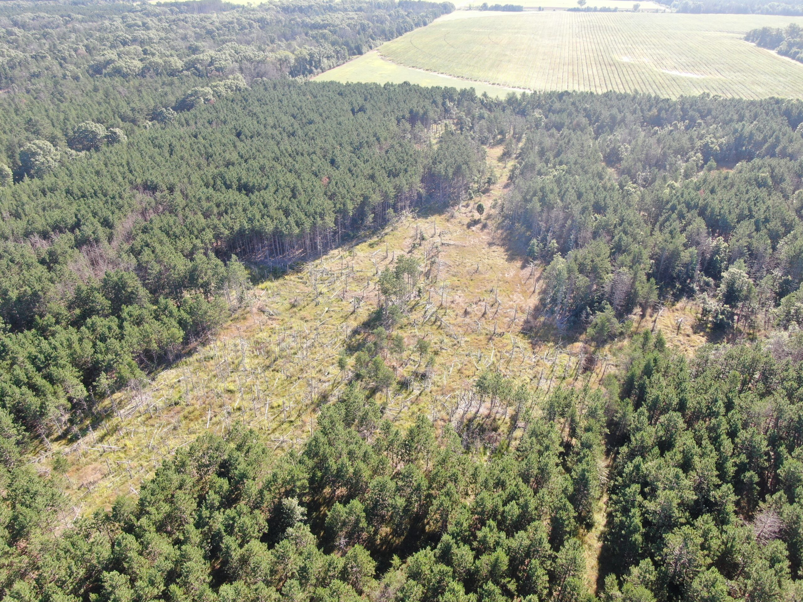 80-acre timber tract in Adams County