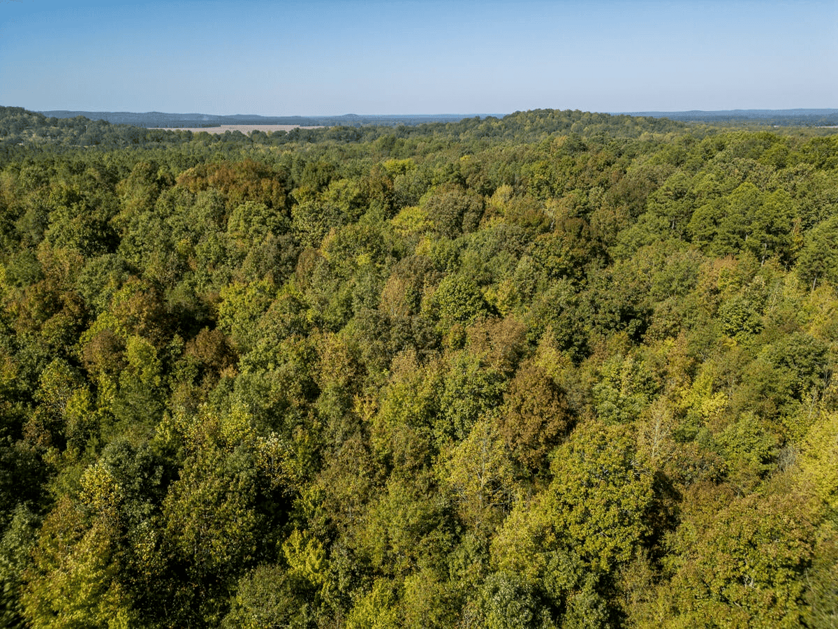 650 Acres Timberland and Lake Site Calhoun County MS