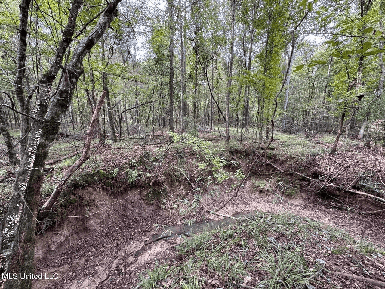 Hunting Land in Claiborne County, MS – The Sawmill 98