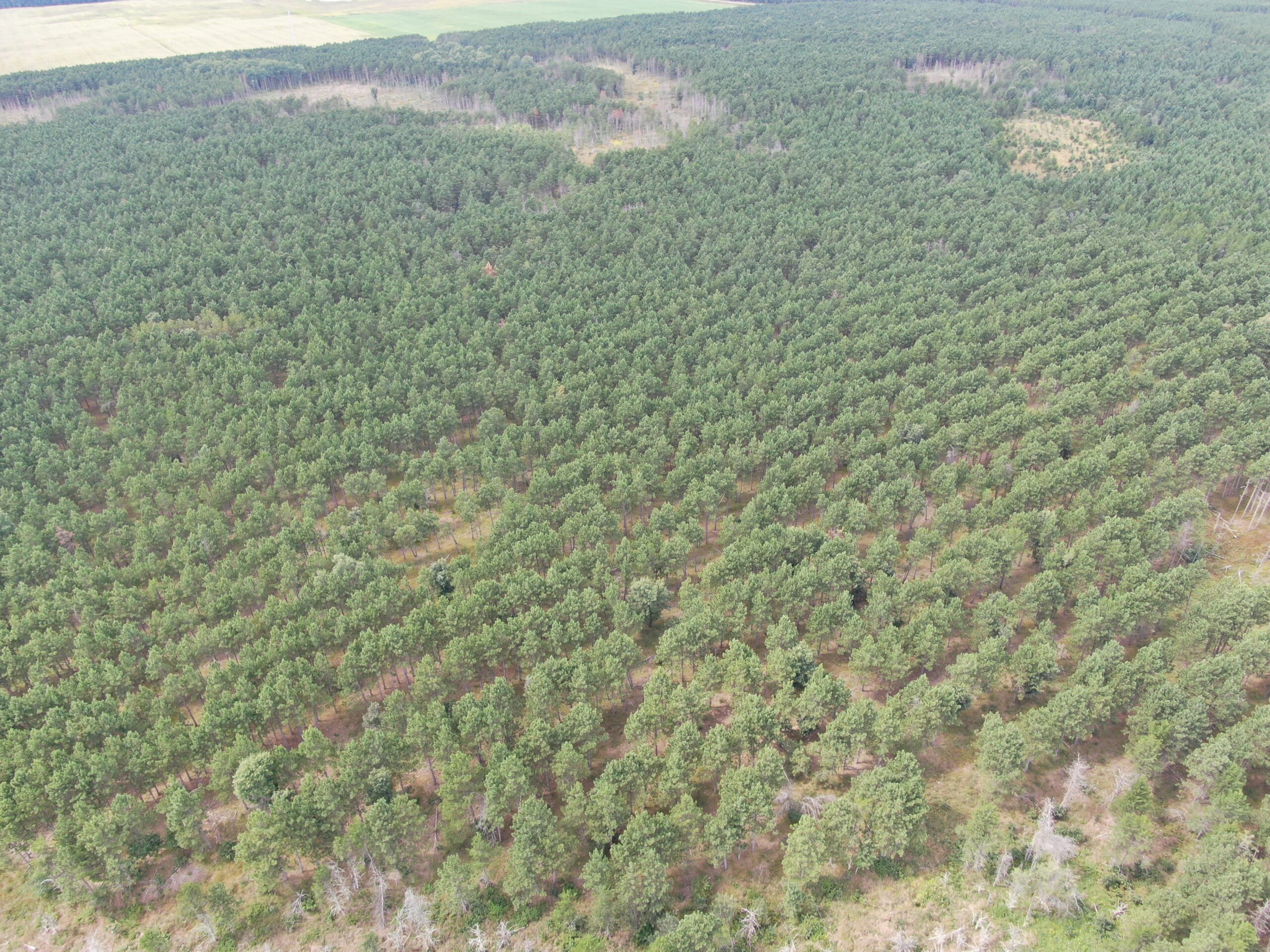 80-acre timber tract in Adams County