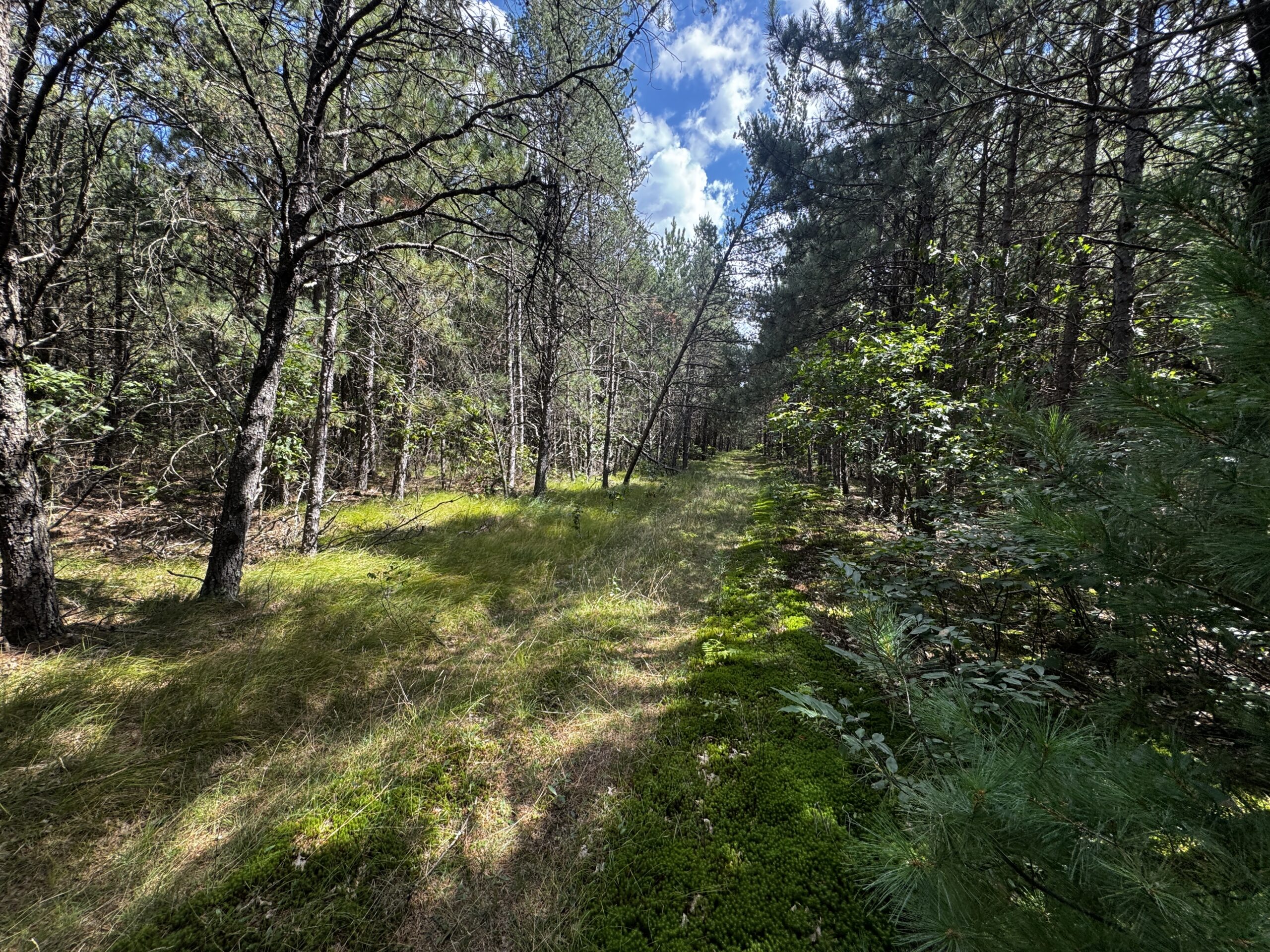 80-acre timber tract in the Town of Big Flats