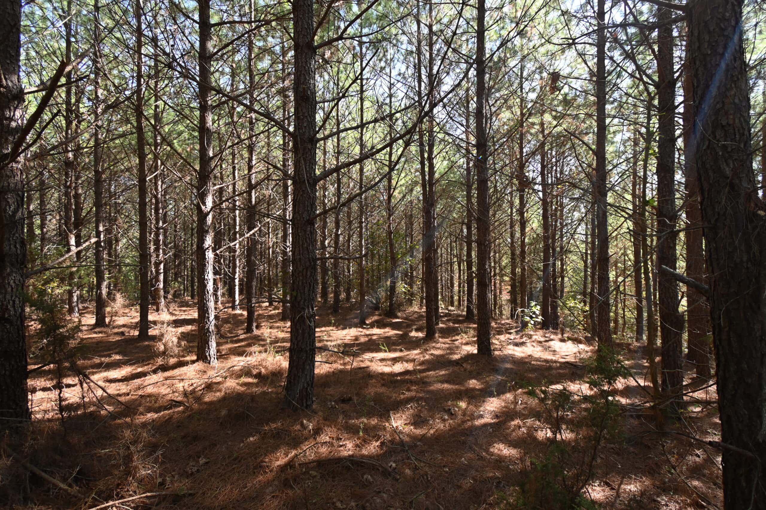 79.49 Acres Hunting and Timberland For Sale in Linden, TN