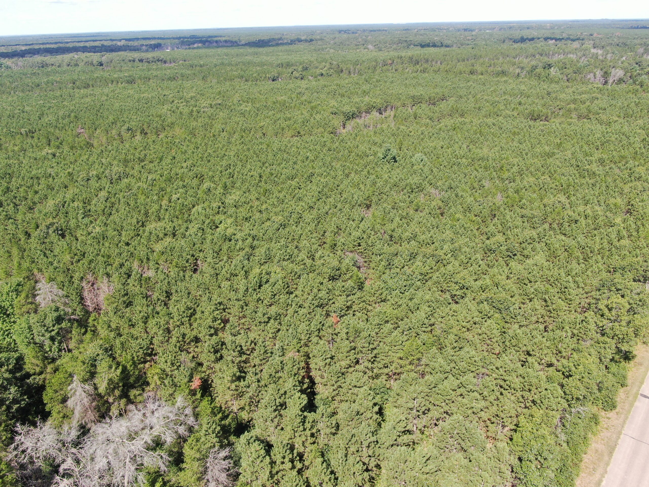 80-acre timber tract in the Town of Big Flats