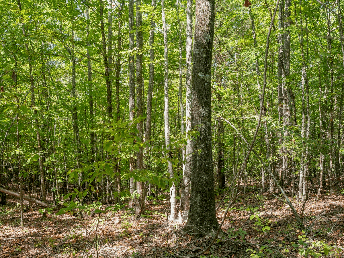 650 Acres Timberland and Lake Site Calhoun County MS