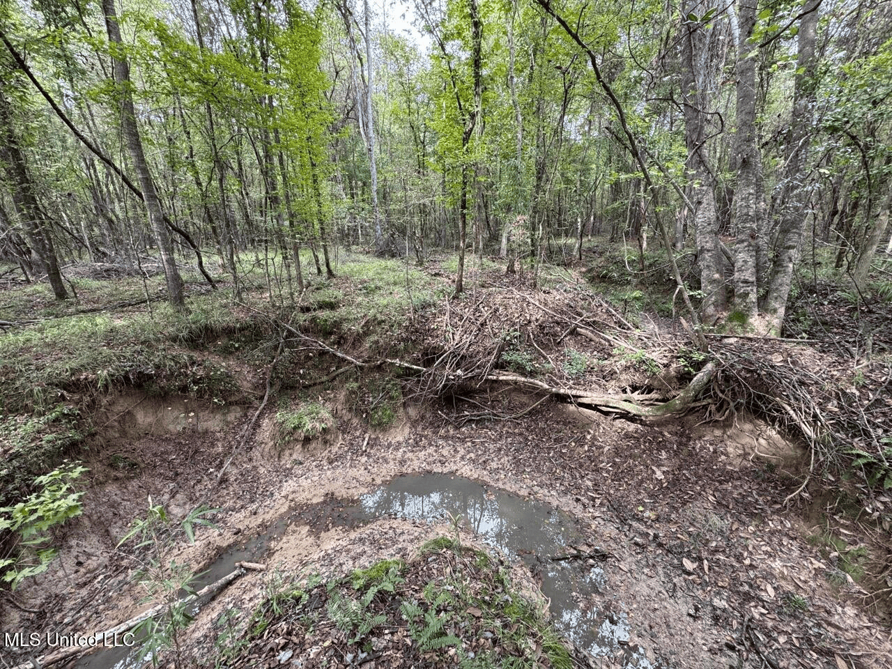 Hunting Land in Claiborne County, MS – The Sawmill 98