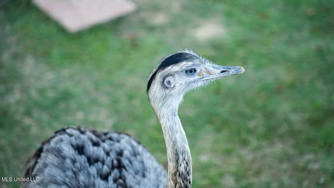 Magnolia Wilds – Premier Louisiana Investment Property for Sale