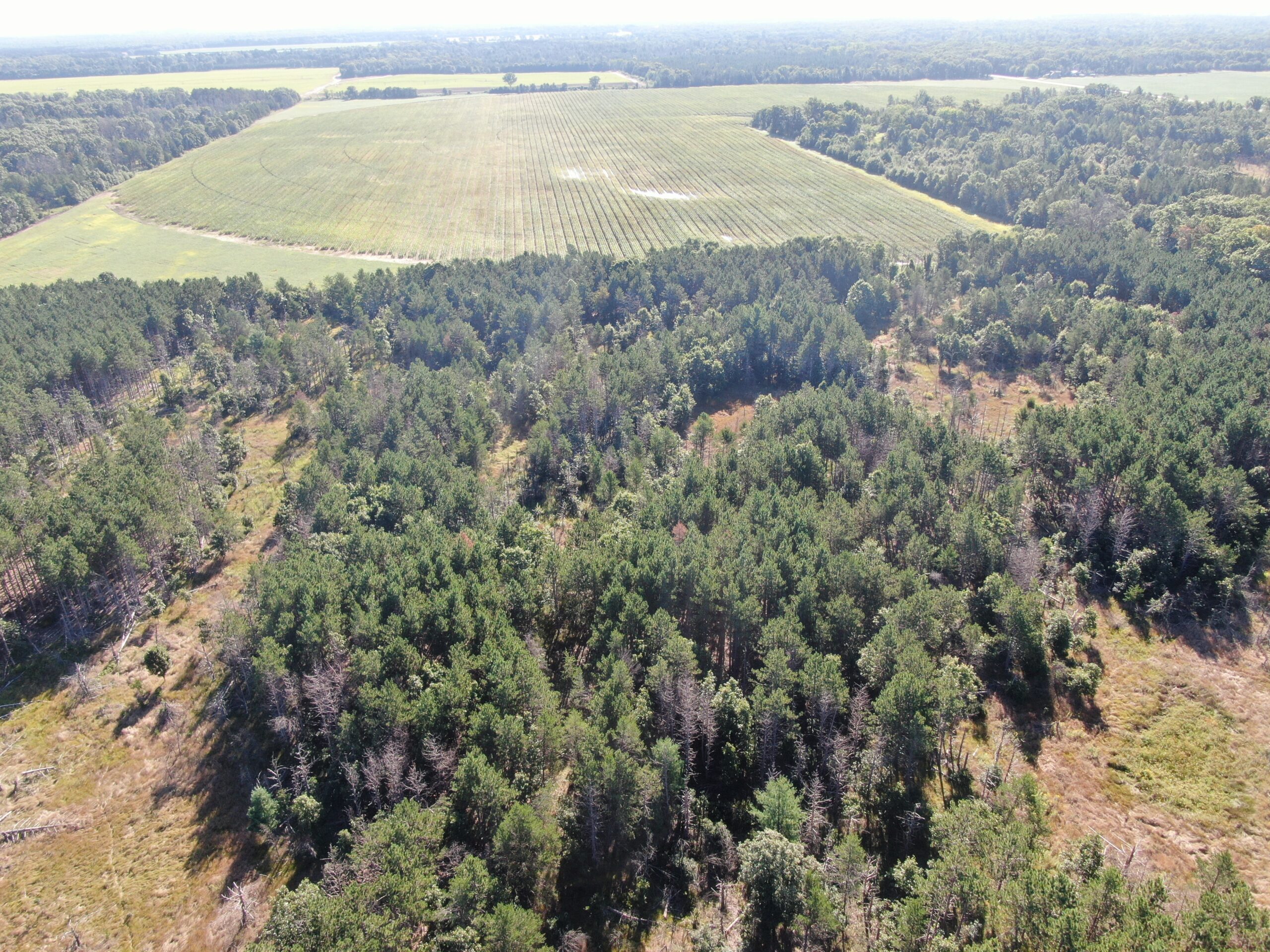 80-acre timber tract in Adams County