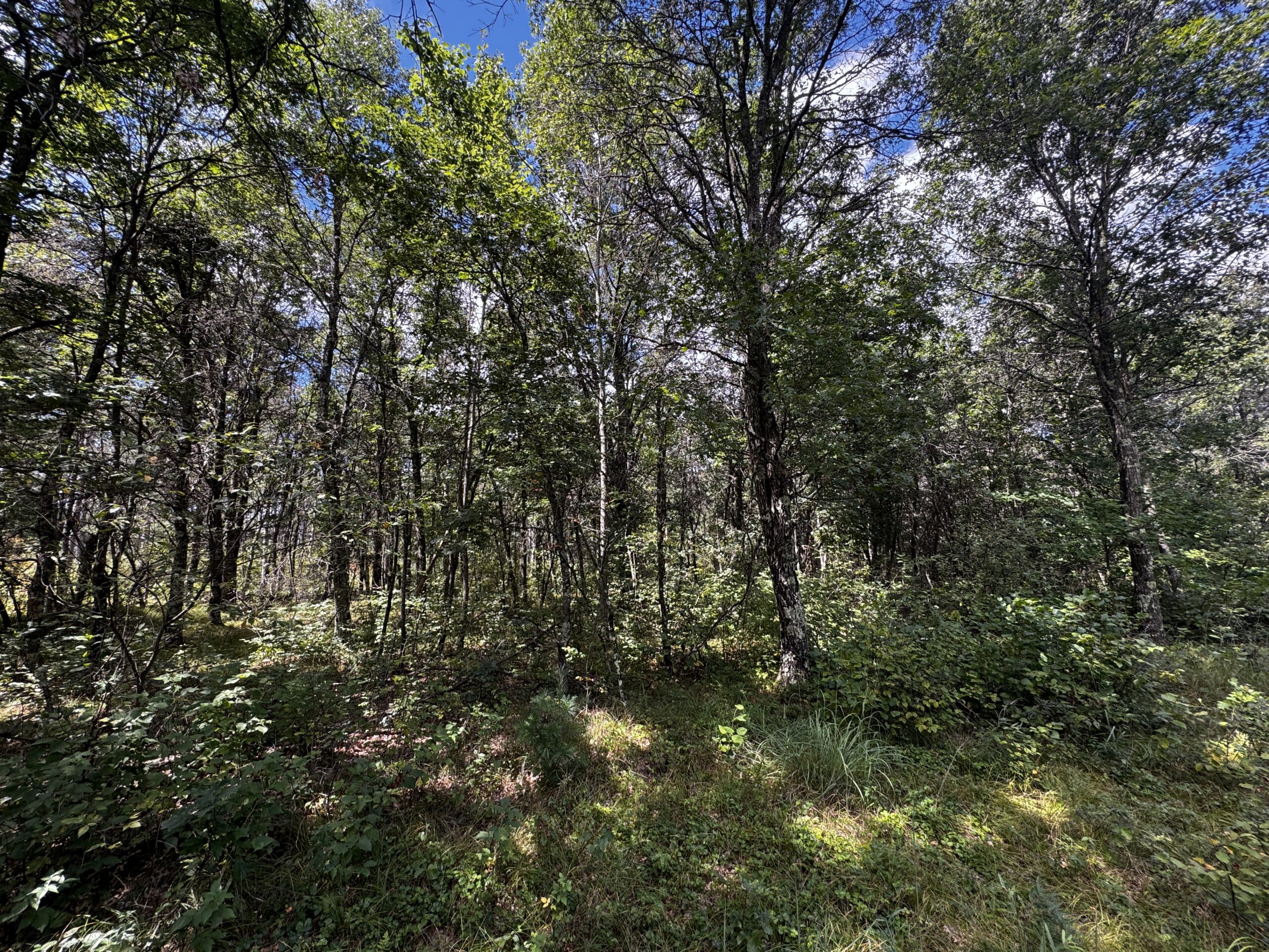 Escape to 80 acres of heavily timbered ground in Adams County