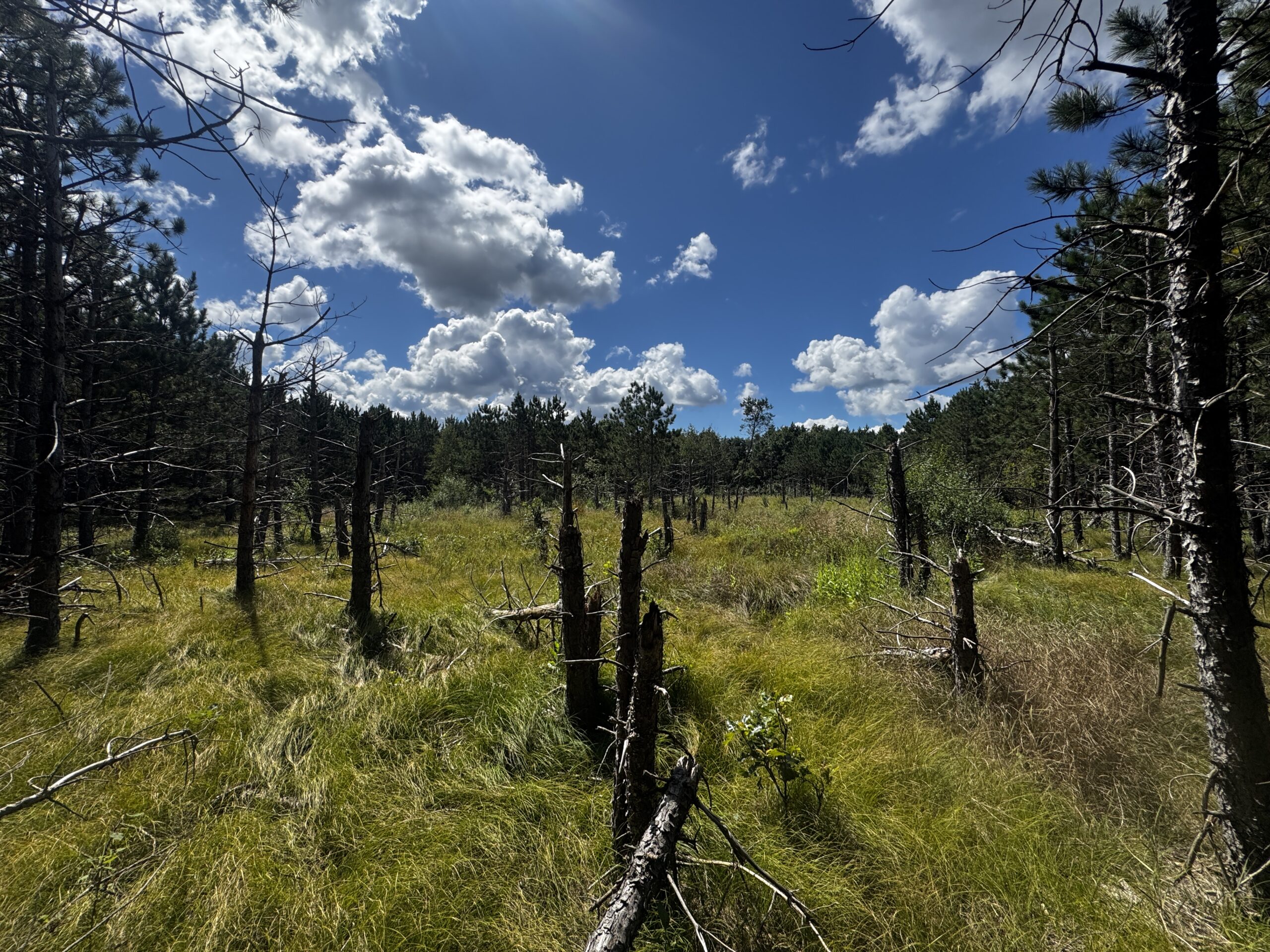 80-acre timbered tract in the Town of Big Flats, Adams County