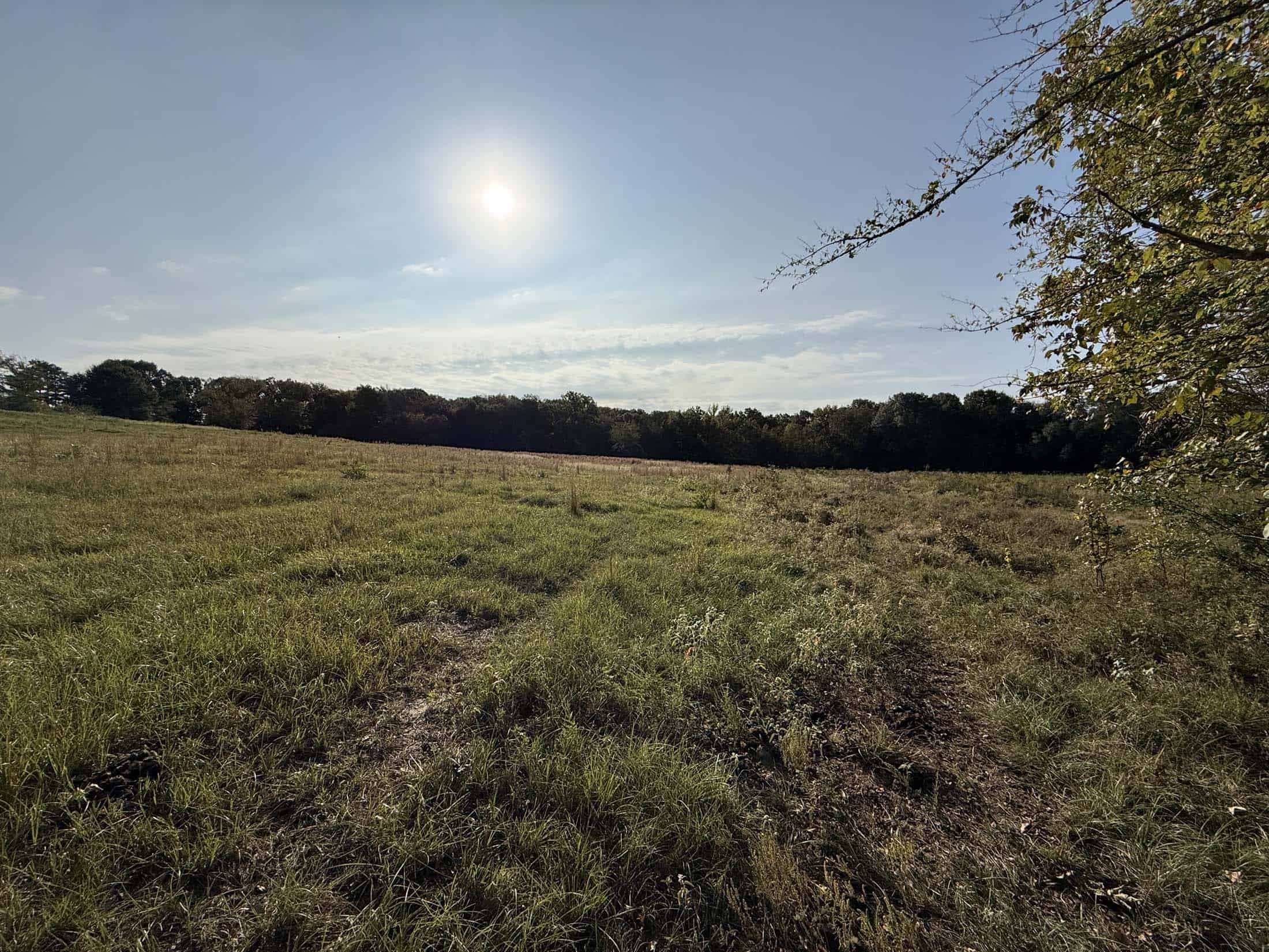 East Texas Hunting Property with Year-Round Creek in Fruitvale