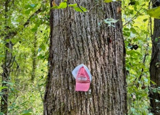 Mississippi Land For Sale With A Creek