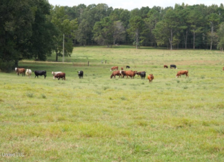 43 Acres of Beautiful Pasture with a Dream Farmhouse