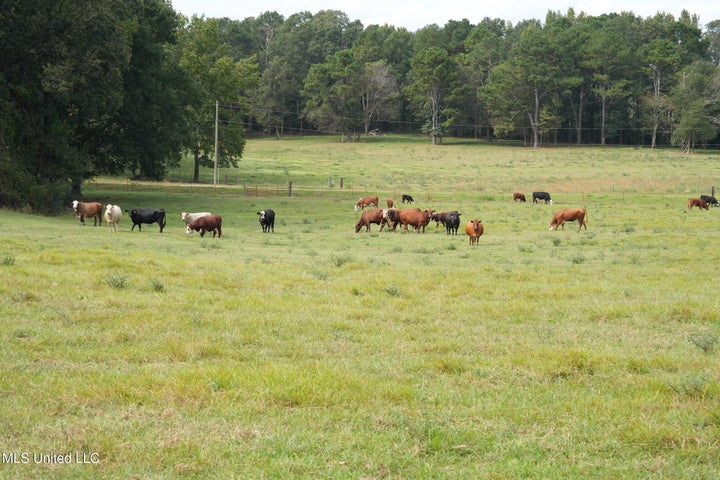 43 Acres of Beautiful Pasture with a Dream Farmhouse