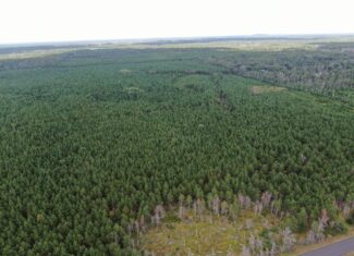40-acre timber tract in Adams County