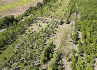 Tensas Parish Land Near Lake St. John – 80 Acres