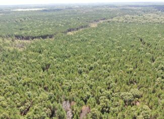 40-acre timbered tract in the Town of Big Flats