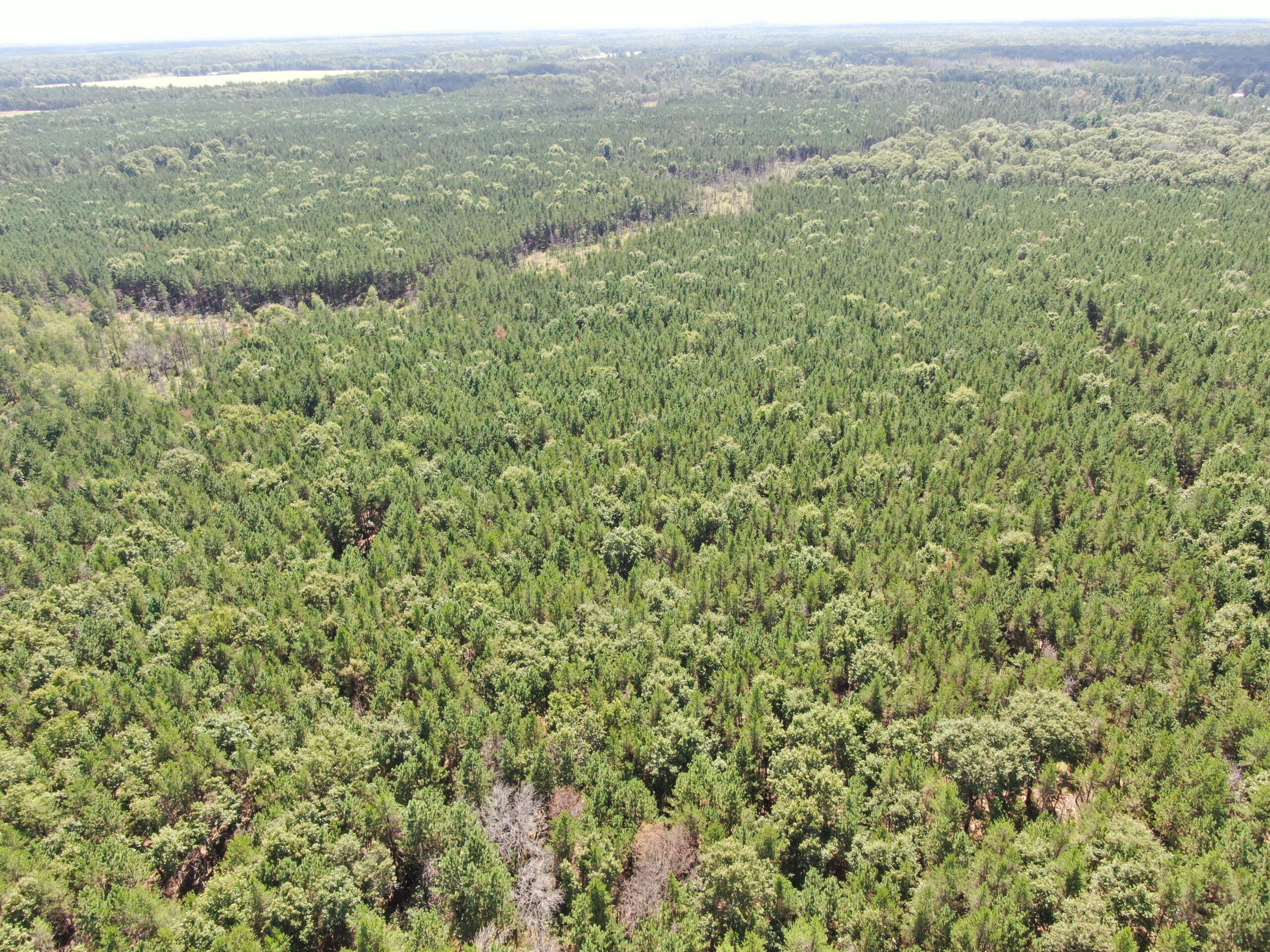 40-acre timbered tract in the Town of Big Flats