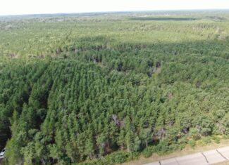 80-acre timber tract in the Town of Big Flats