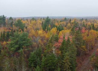 80± Acres Near the Coast – Pembroke, Maine