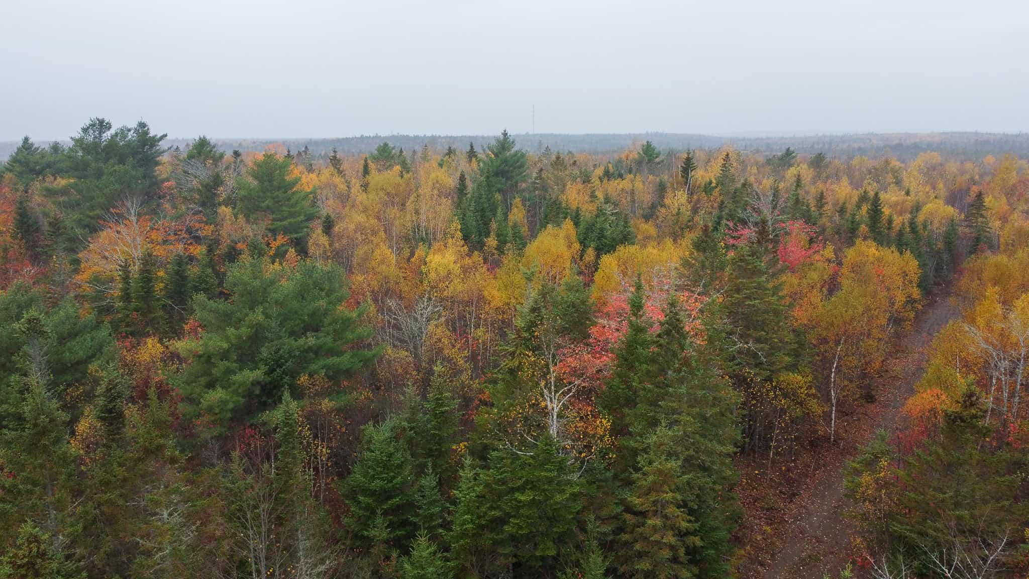 80± Acres Near the Coast – Pembroke, Maine