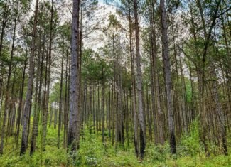 701 Acre Timber & Hunting Land Prentiss Co MS