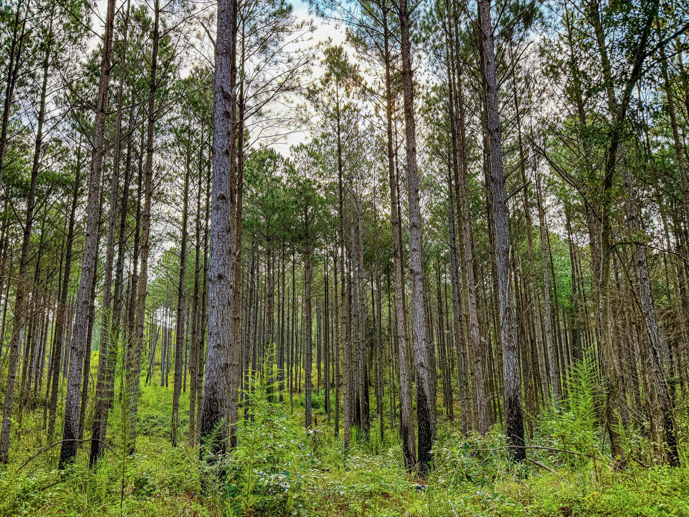 701 Acre Timber & Hunting Land Prentiss Co MS