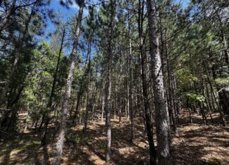 40-acre timber tract in the Town of Monroe, Adams County