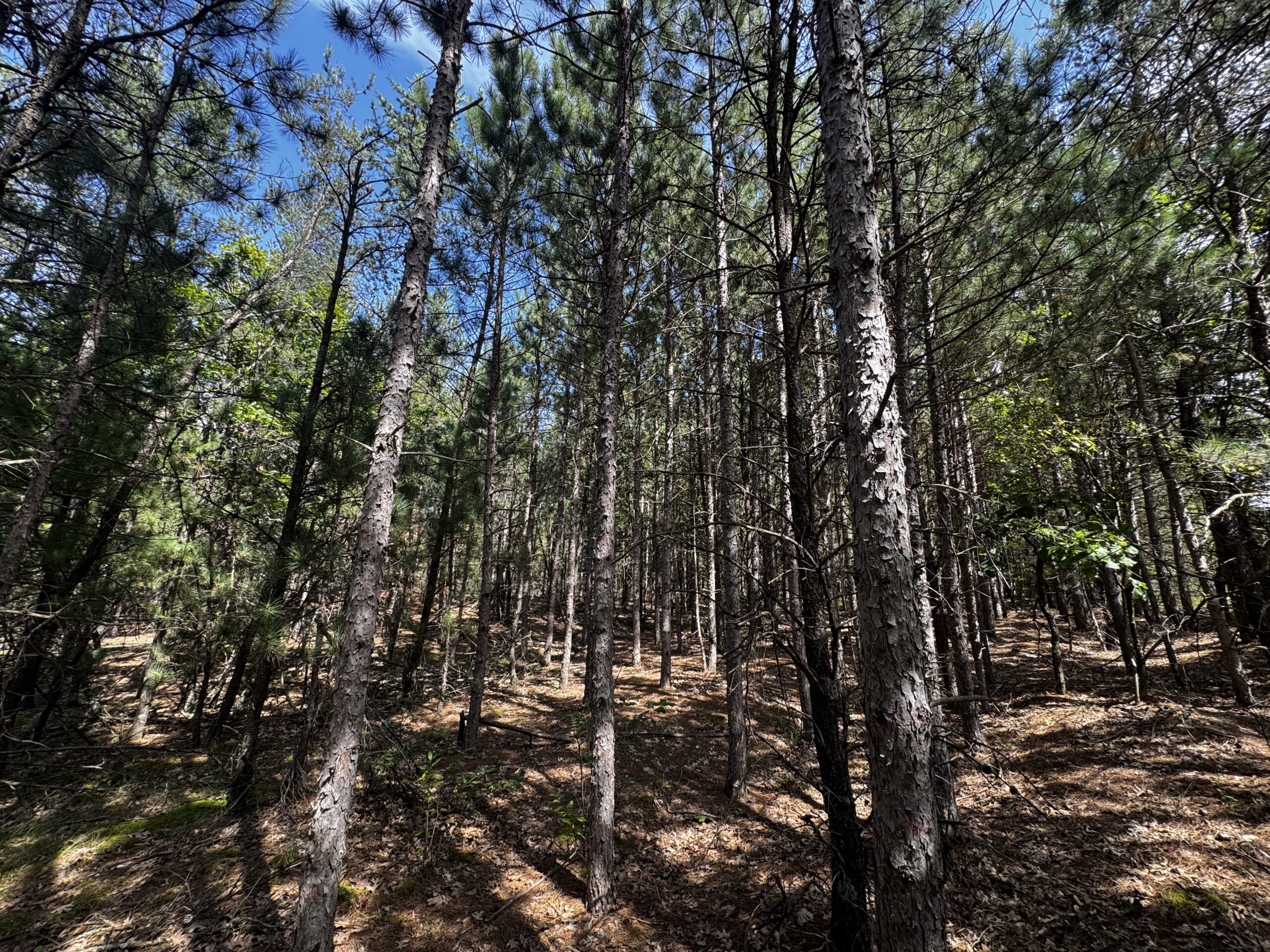 40-acre timber tract in the Town of Monroe, Adams County