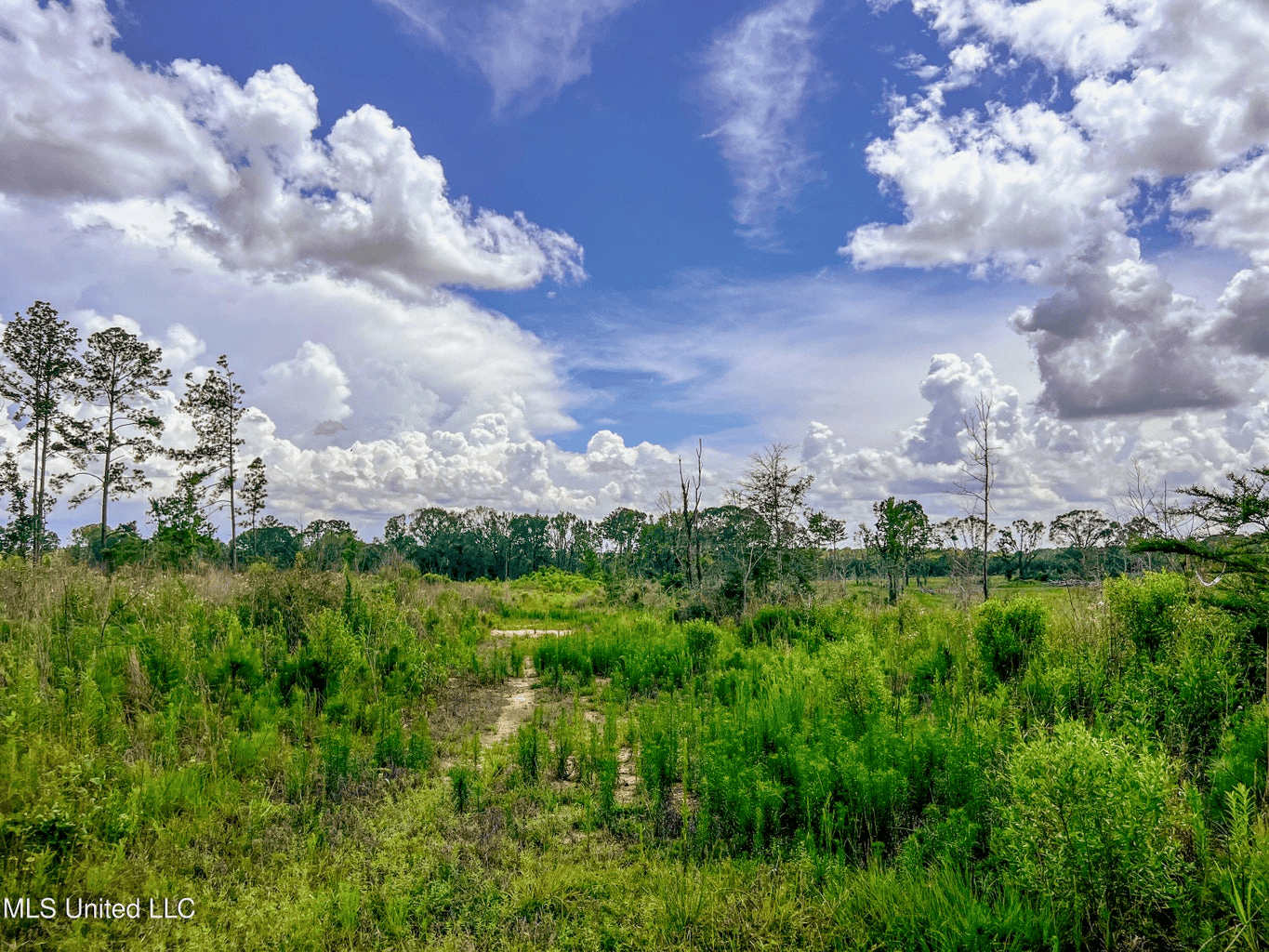 Land for Sale in Amite County, MS