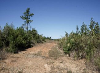 Affordable Lincoln Parish Land for Sale – Tract 4