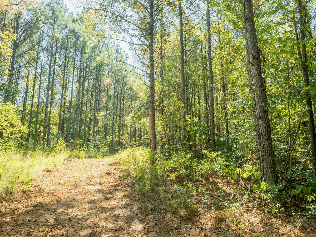 650 Acres Timberland and Lake Site Calhoun County MS