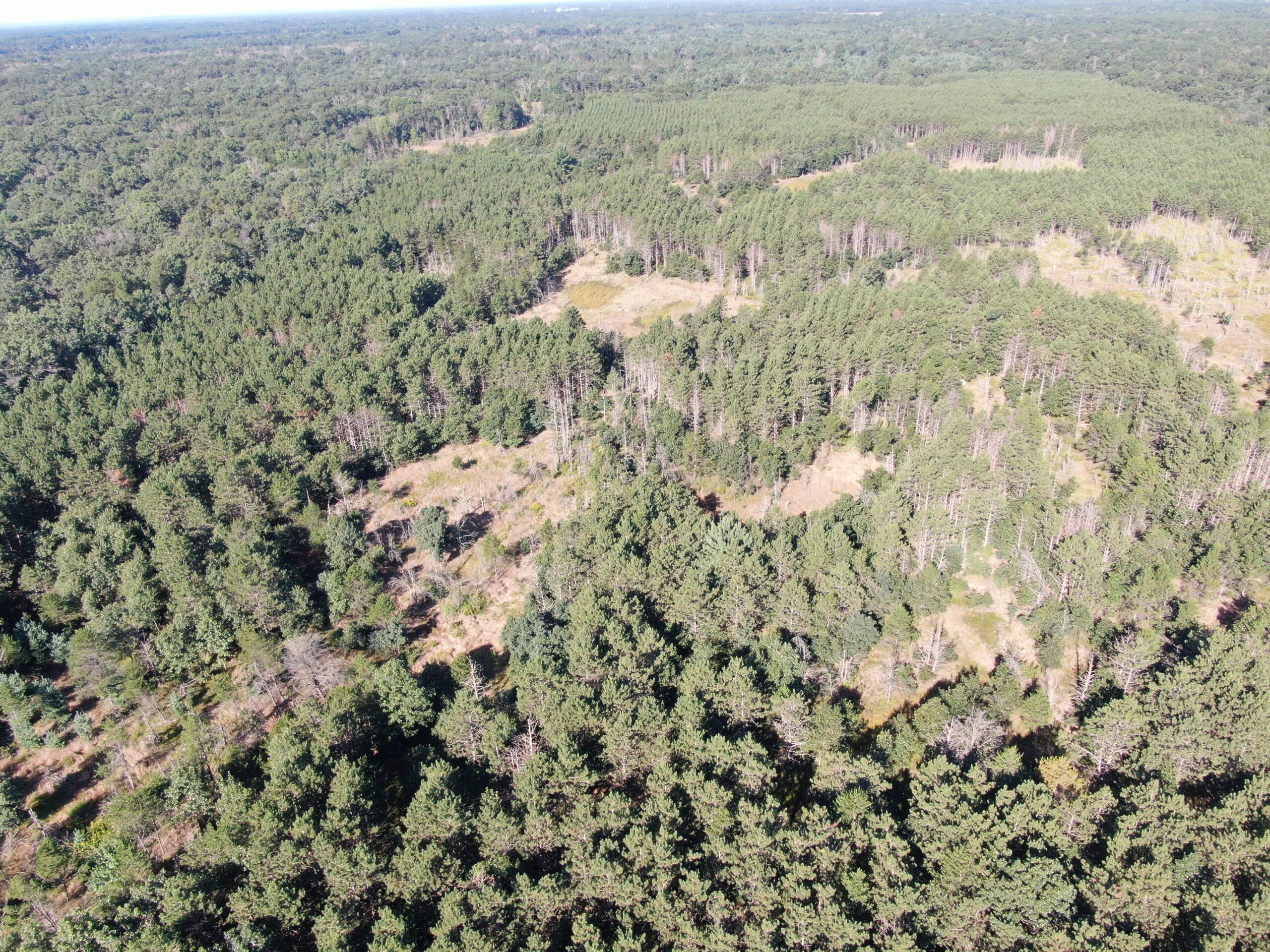 80-acre timber tract in Adams County