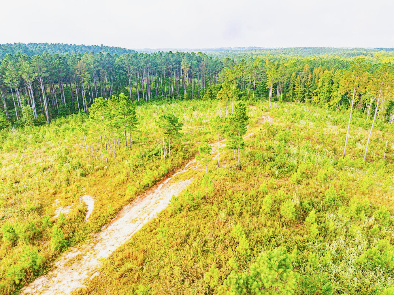 701 Acre Timber & Hunting Land Prentiss Co MS
