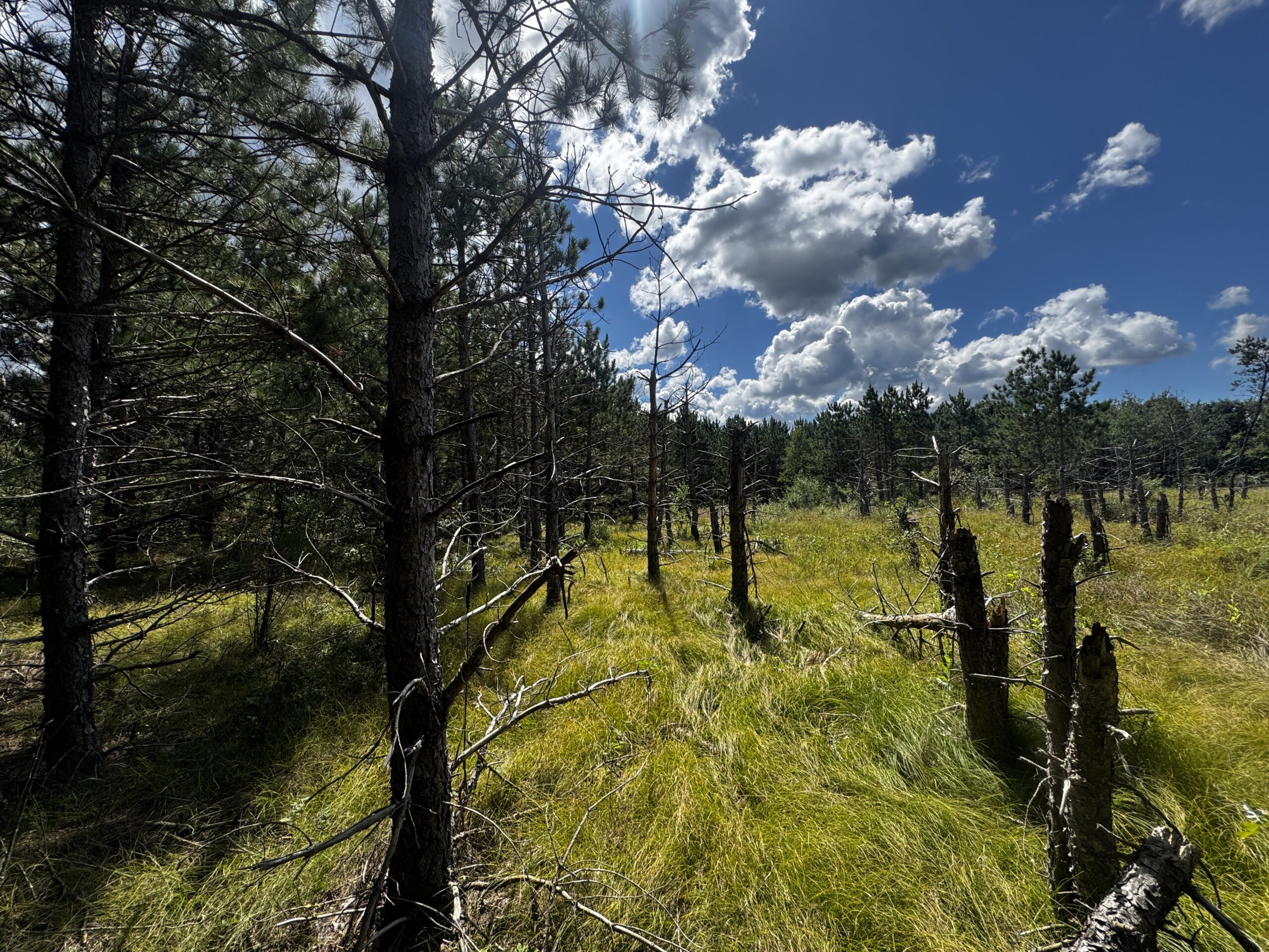 80-acre timbered tract in the Town of Big Flats, Adams County
