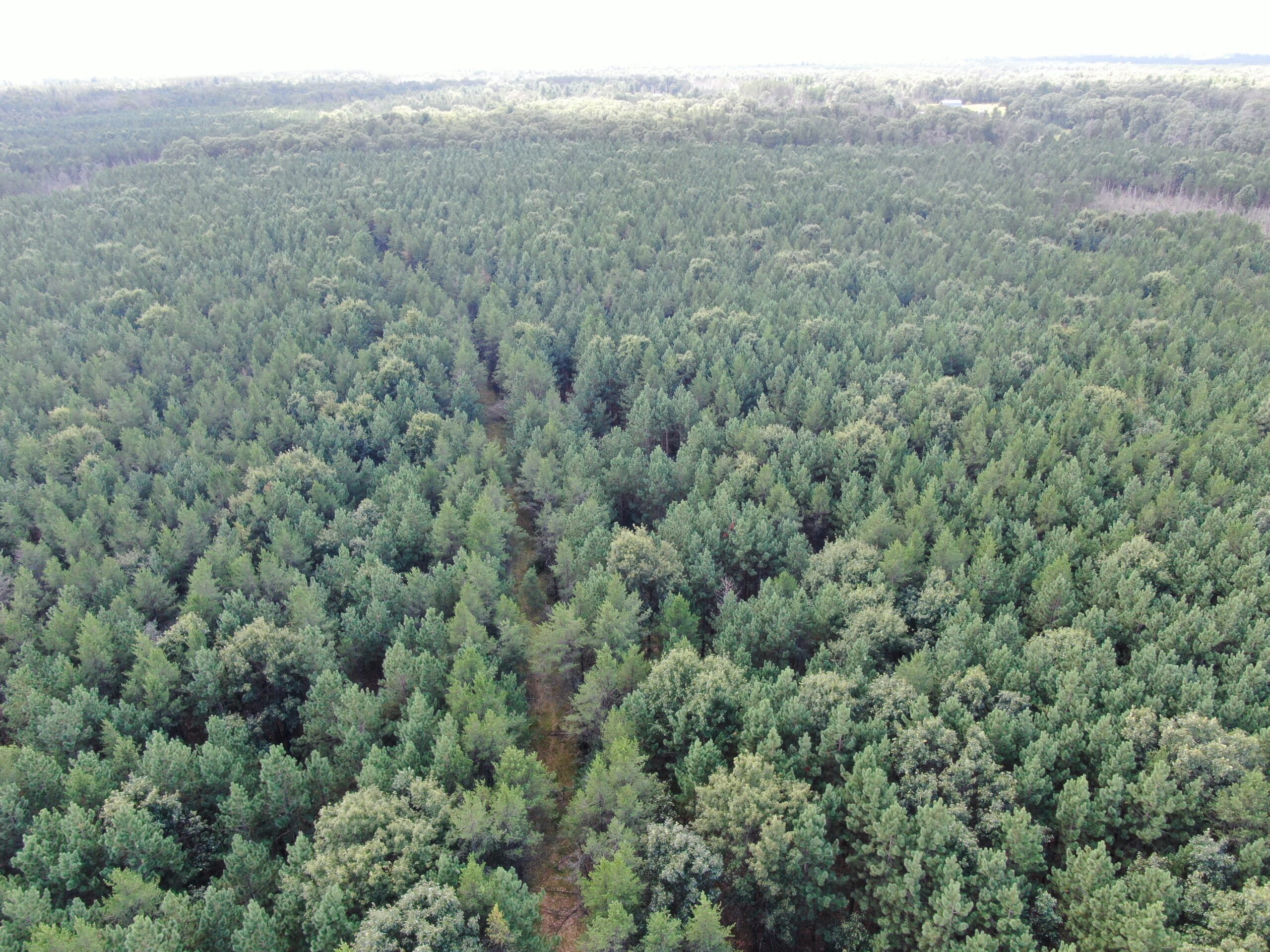 80-acre timber tract in the Town of Big Flats
