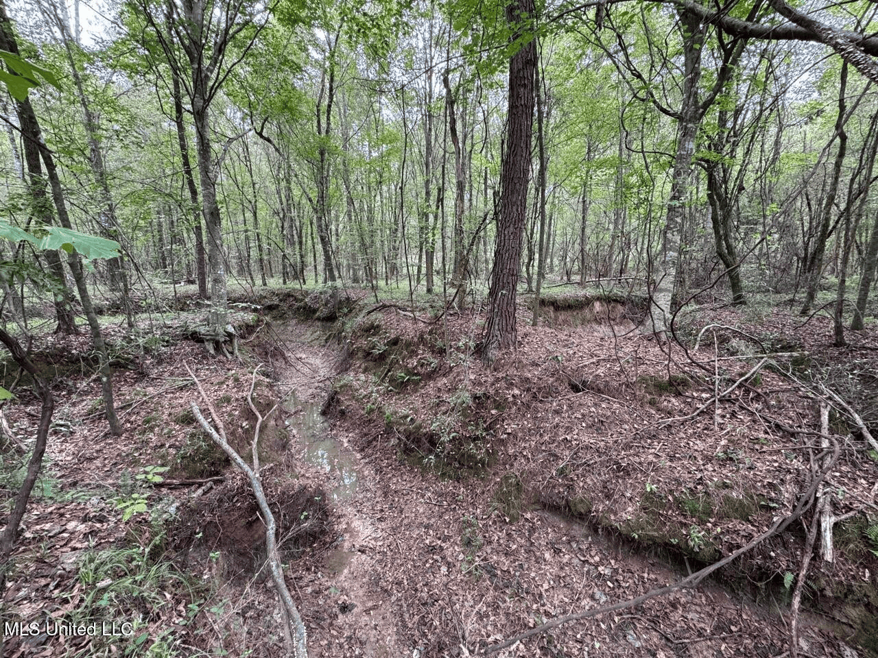 Hunting Land in Claiborne County, MS – The Sawmill 98