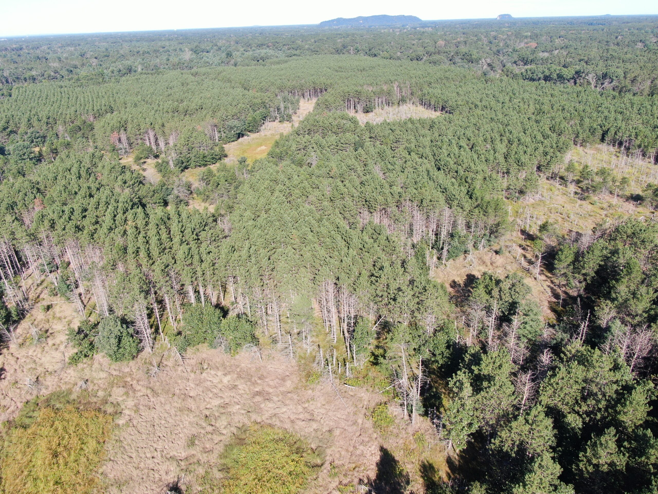 80-acre timber tract in Adams County