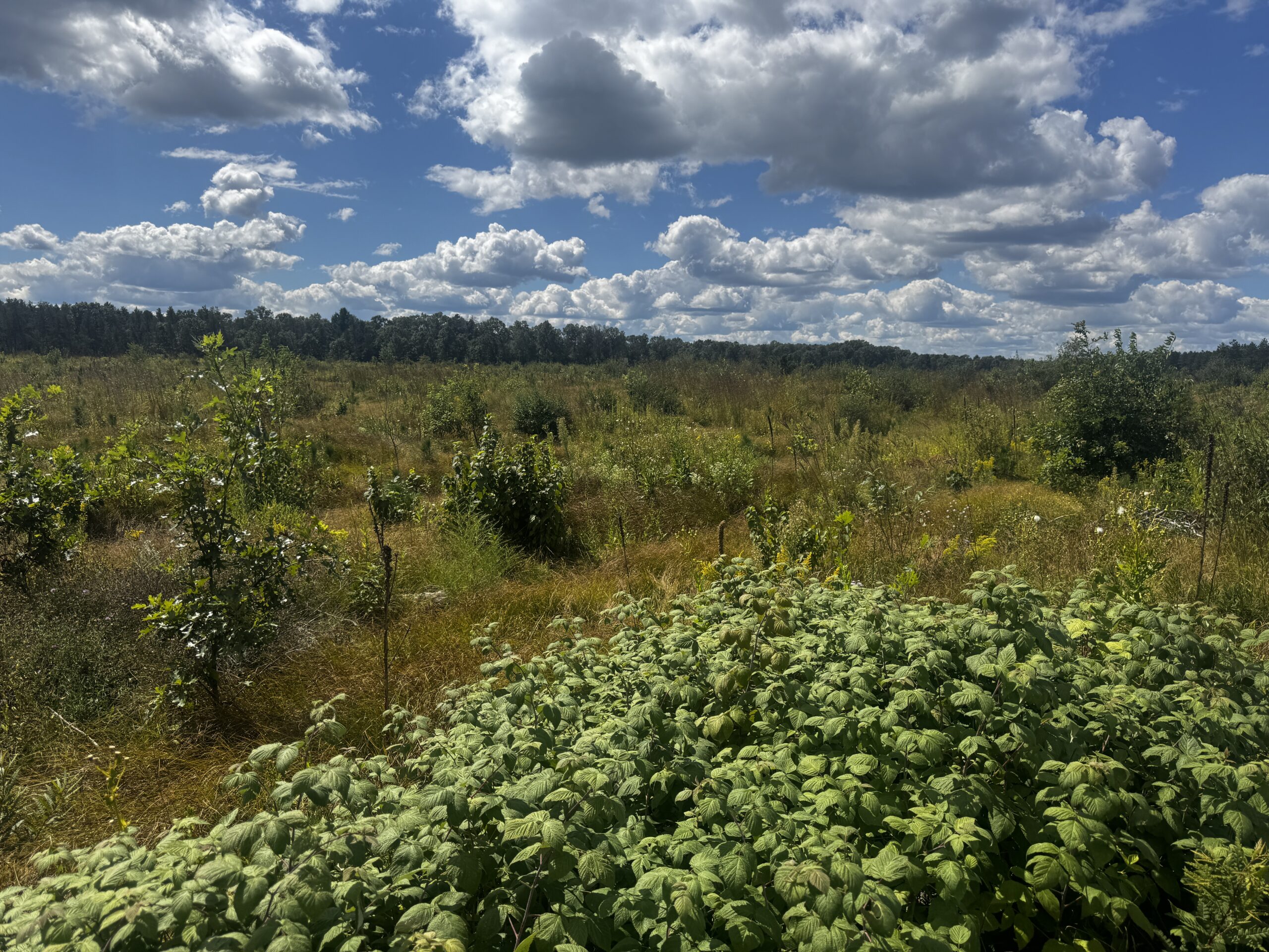 80-acre parcel in the Town of Big Flats