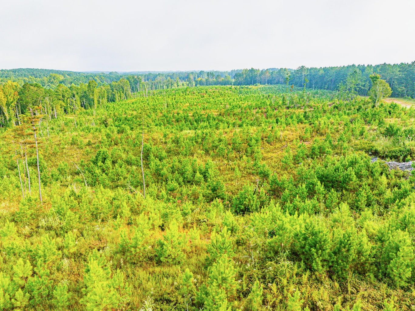 701 Acre Timber & Hunting Land Prentiss Co MS