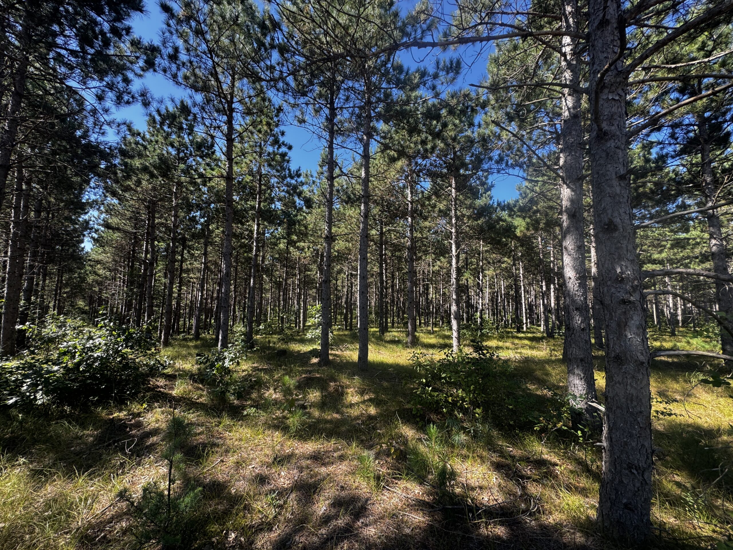 77-acre timber tract in the Town of Rome