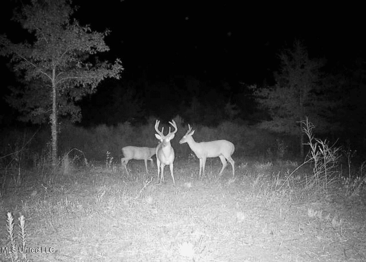 Tensas Parish Land Near Lake St. John – 80 Acres