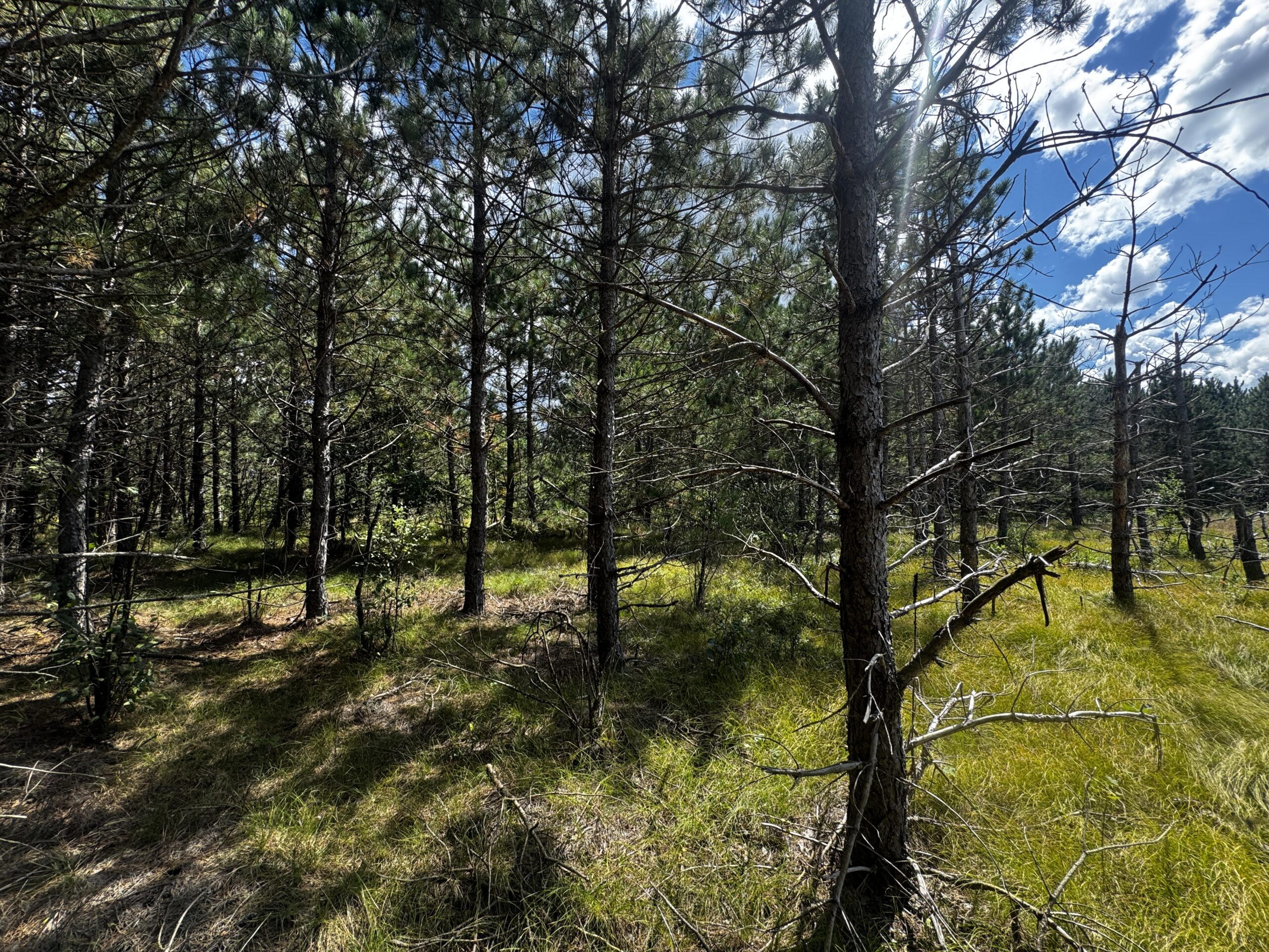 80-acre timbered tract in the Town of Big Flats, Adams County