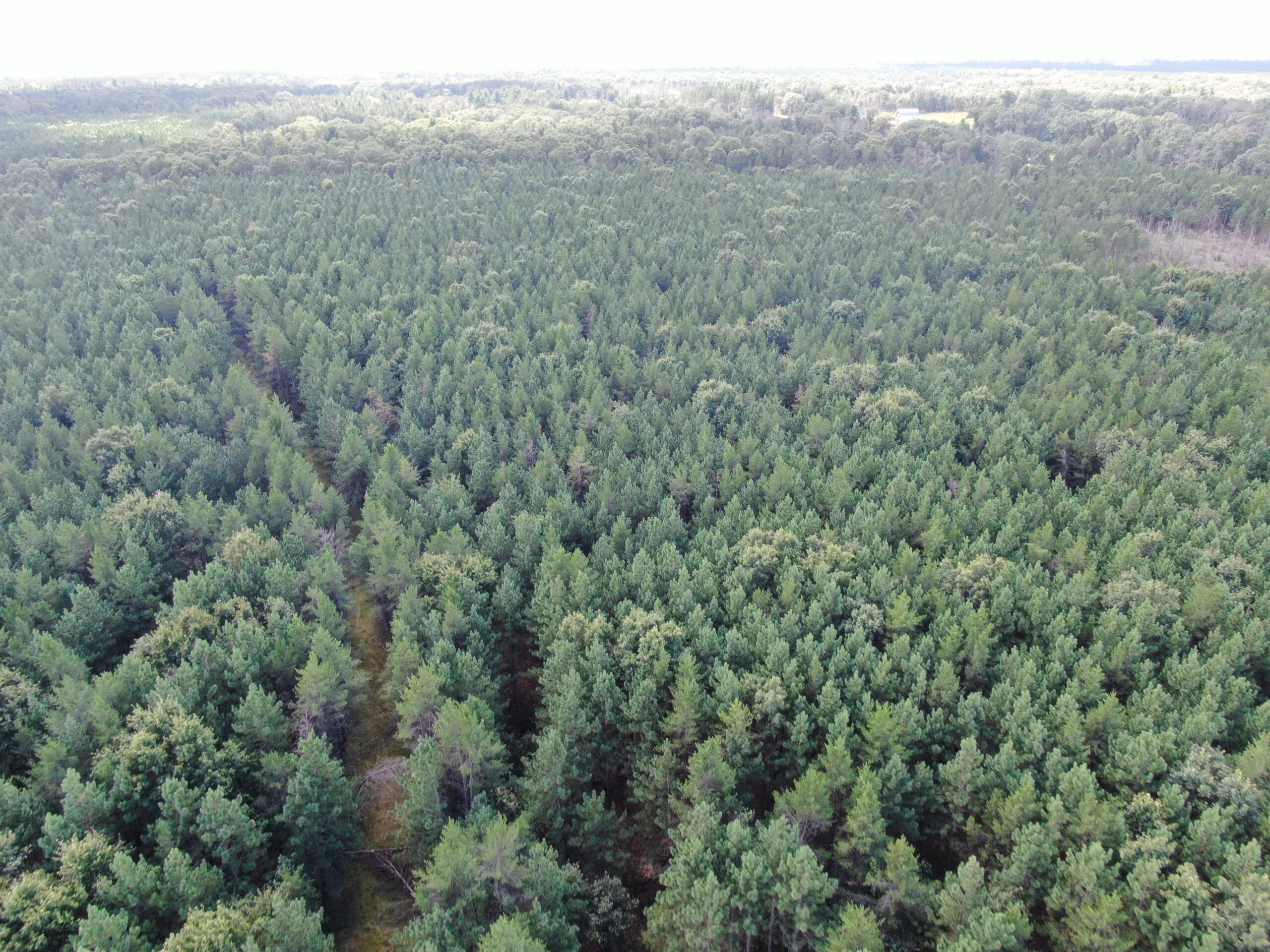 80-acre timber tract in the Town of Big Flats