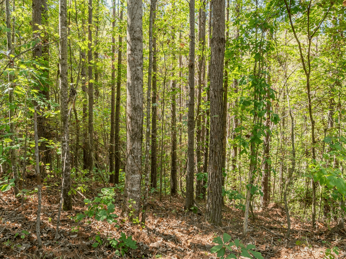 650 Acres Timberland and Lake Site Calhoun County MS