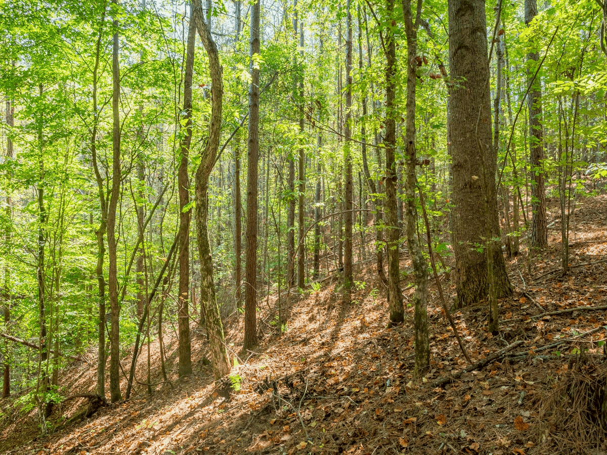 650 Acres Timberland and Lake Site Calhoun County MS