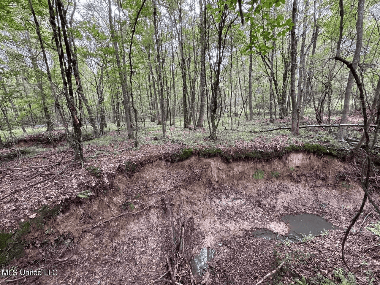 Hunting Land in Claiborne County, MS – The Sawmill 98