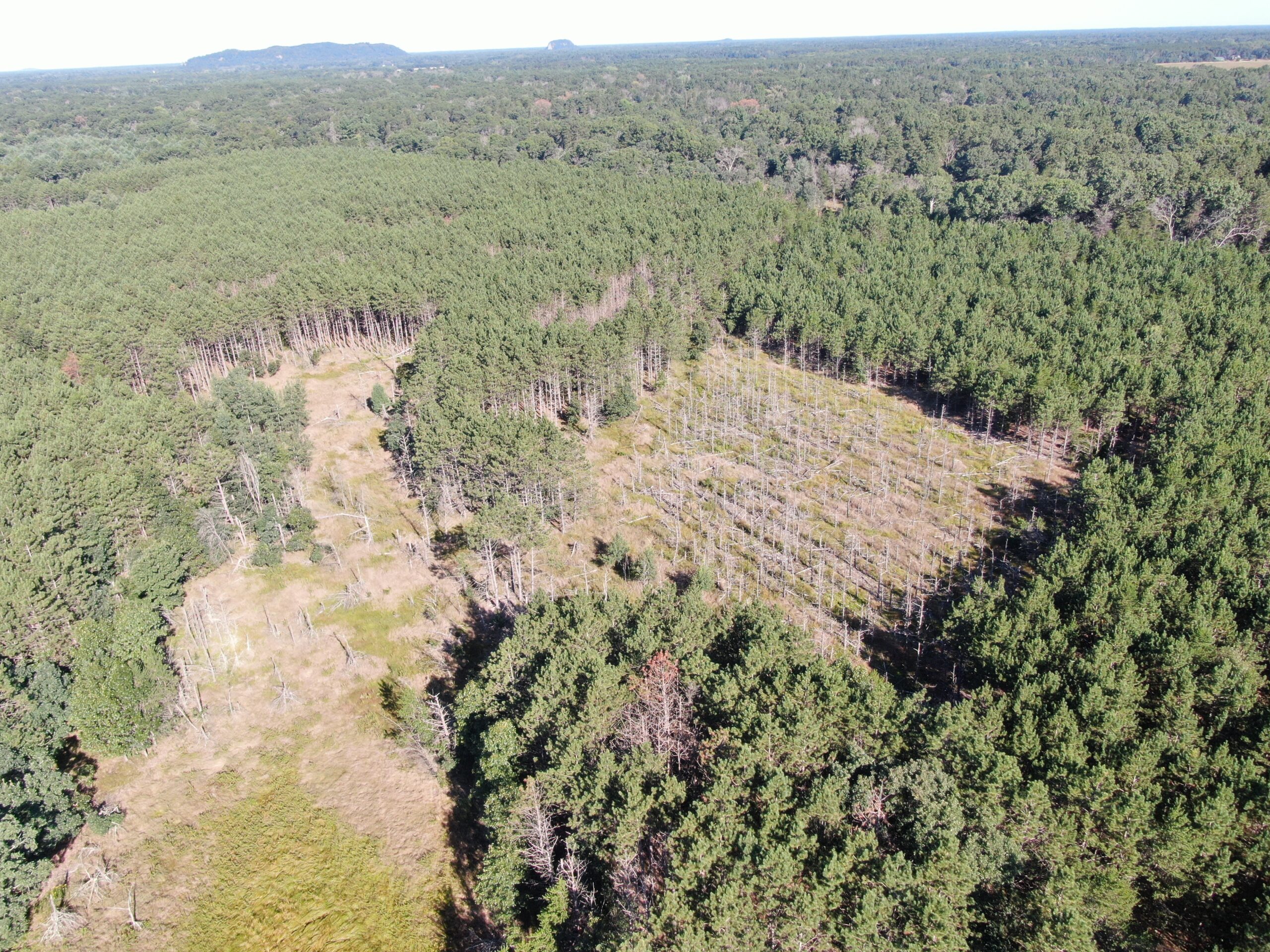 80-acre timber tract in Adams County