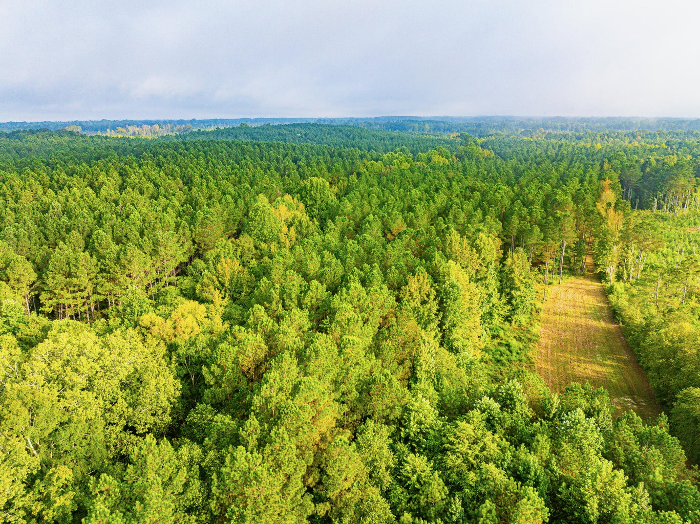 701 Acre Timber & Hunting Land Prentiss Co MS