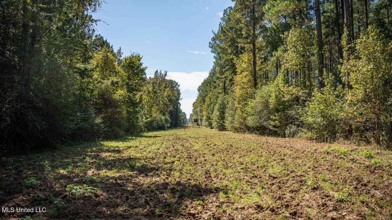 203 Acres in Smithdale MS – Turnkey Hunting Retreat