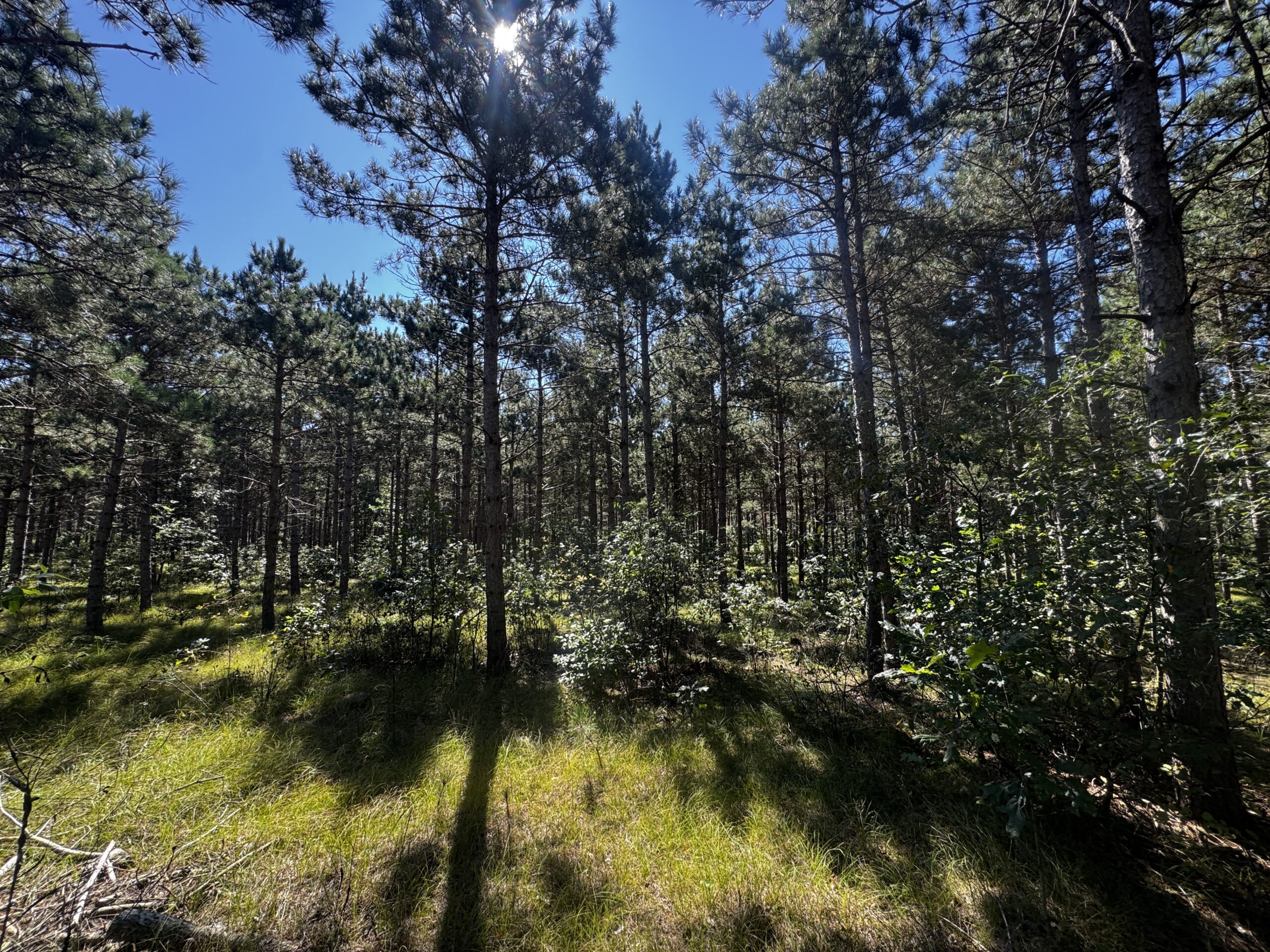 77-acre timber tract in the Town of Rome